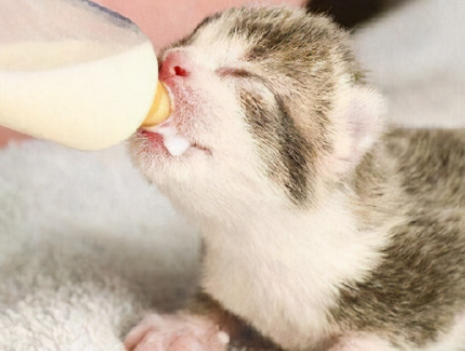 小猫吃什么食物好1-3个月_小猫吃什么_小猫吃鱼的样子