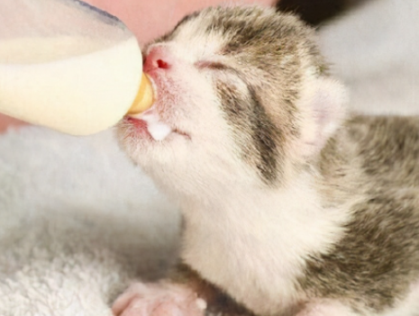 小奶猫可以吃什么食物