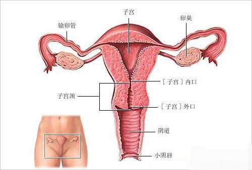 杭州九堡医院看不孕不孕看什么科_继发不孕有排卵都正常为什么不孕_不孕