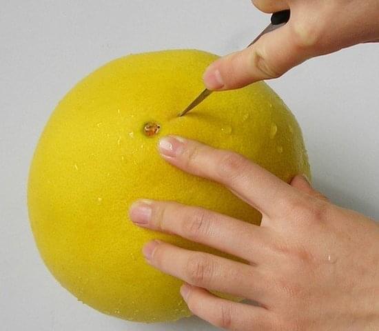 柚子皮的功效与作用，吃完柚子皮不要扔