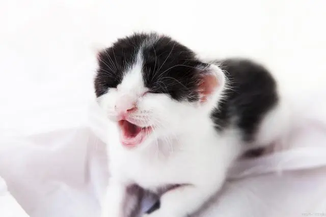 刚出生的小猫除了猫奶还能吃什么？