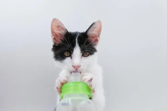 刚出生的小猫除了猫奶还能吃什么？