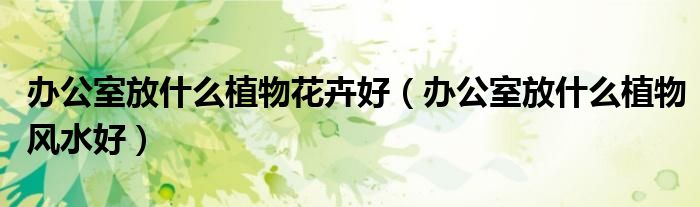 办公室放什么植物花卉好（办公室放什么植物风水好）