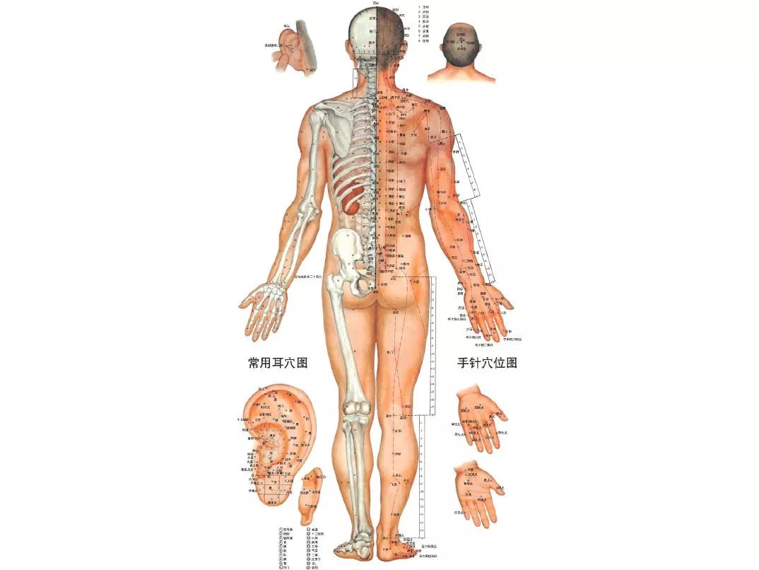 12条经络走向经络图_经络锤敲打经络_经络