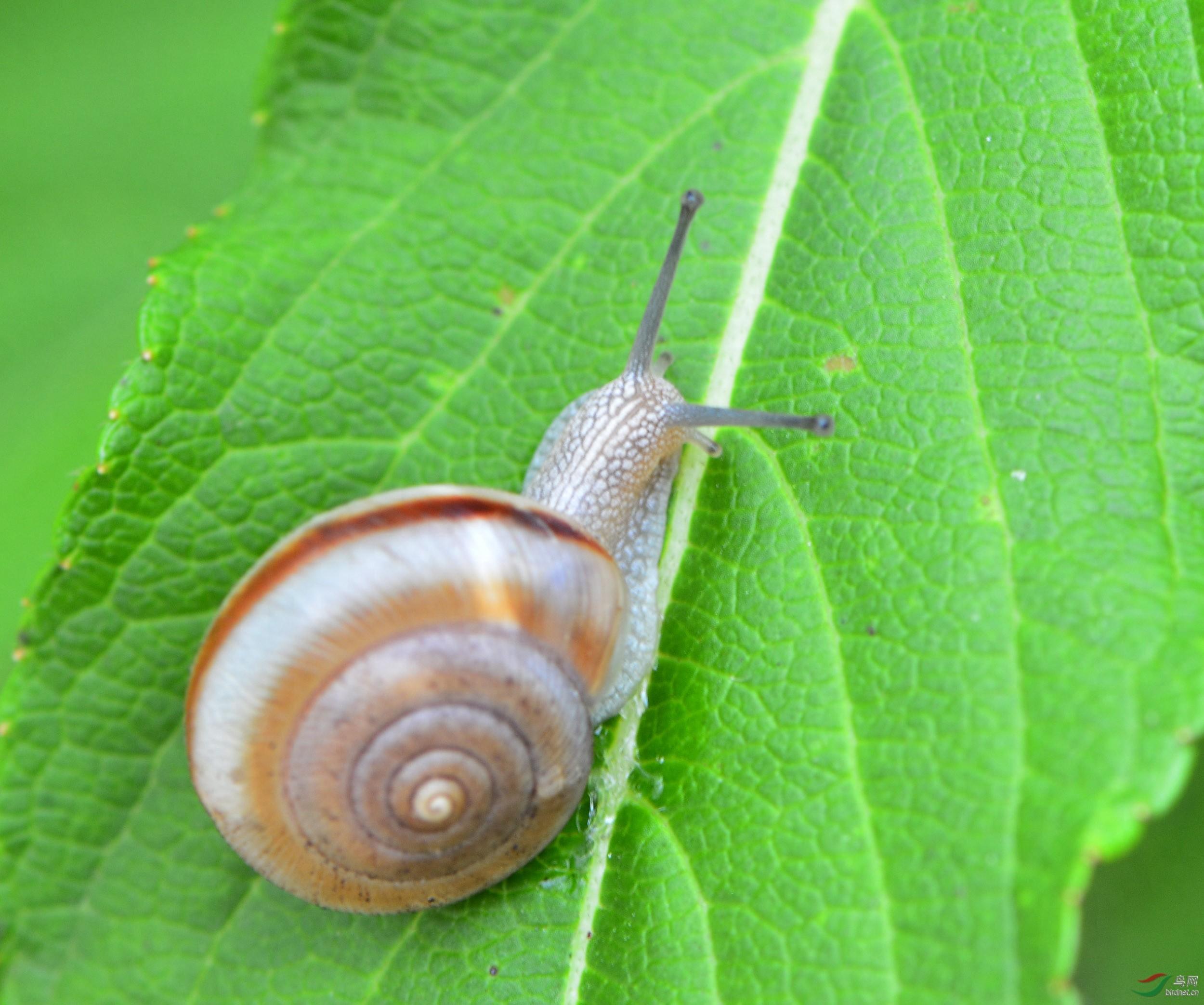 蜗牛科：缓慢而坚韧的生命力与人与自然的共生