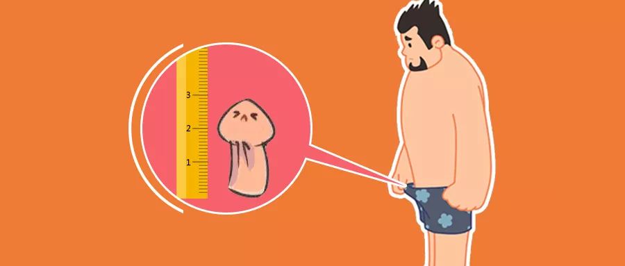 男性生殖器大小_男性生殖问题_男性生殖生理学图集