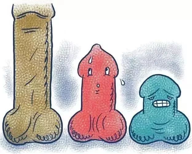 男性生殖生理学图集_男性生殖器大小_男性生殖问题