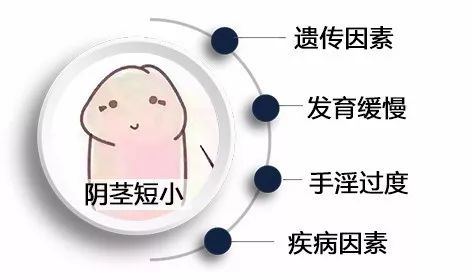 男性生殖器官大小由什么决定？几个冷知识你要晓得