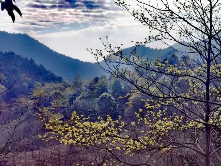 浙江山野第一花开，快去杭州午潮山、西山打卡“金檫迎春”绝色美景