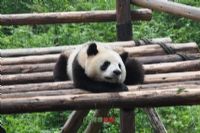 大熊猫繁育研究基地