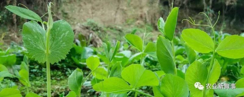 豌豆尖的种植方法和时间