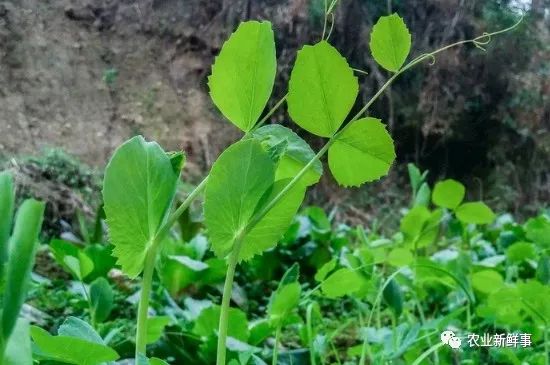 豌豆尖掐法图_豌豆尖炒番茄_豌豆尖