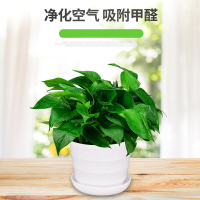 盆栽植物到底怎么养