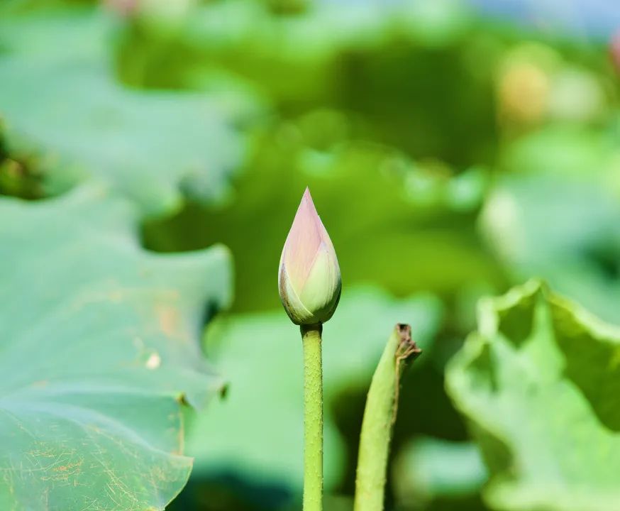 立夏_北方立夏吃什么 立夏养生_立夏是什么意思