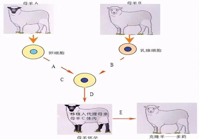 克隆突变和亚克隆突变_克隆人能克隆记忆吗_克隆