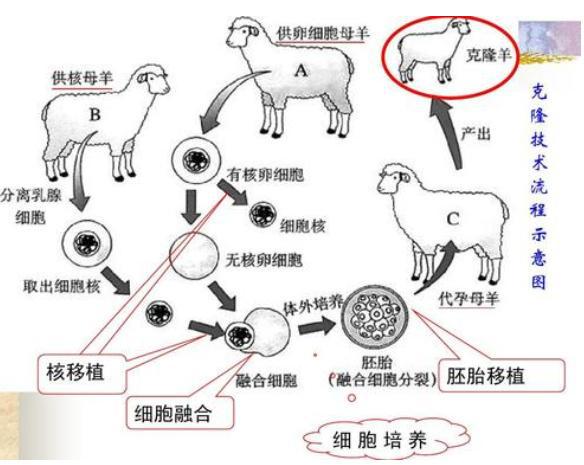 克隆_克隆突变和亚克隆突变_克隆人能克隆记忆吗