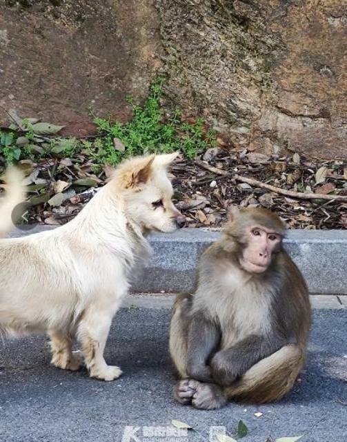 红疣猴属_属猴人_属男猴的属相婚配表