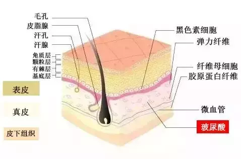 玻尿酸除皱注射_玻尿酸除皱_玻尿酸除皱针的危害和副作用