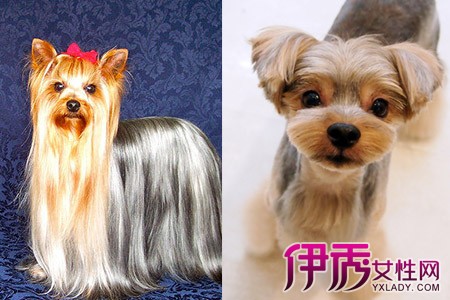 宠物美容基础教程视频_宠物美容教程_宠物美容完整视频教学视频