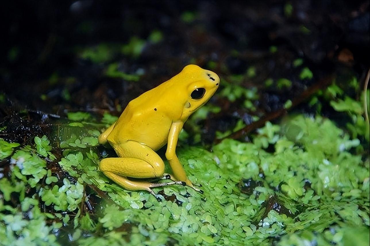 世界上最毒的虫子_致命毒虫子图片_梦见毒虫子钻进肉里