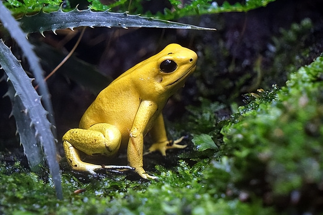 明明长得很可爱，怎么会这样！世界第一剧毒青蛙“金色箭毒蛙”