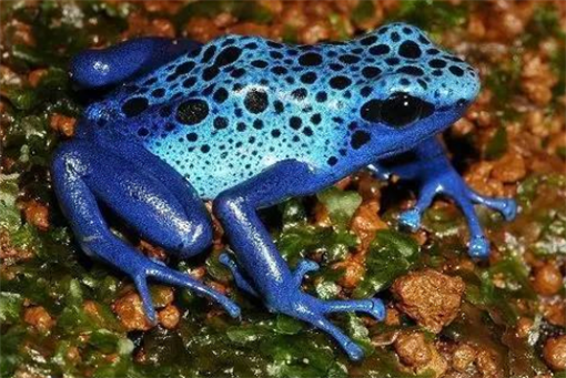 世界上最毒的青蛙，钴蓝毒箭蛙，绚丽的外表下“暗藏杀机”