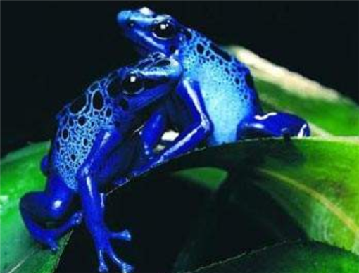 世界上最毒的青蛙，钴蓝毒箭蛙，绚丽的外表下“暗藏杀机”