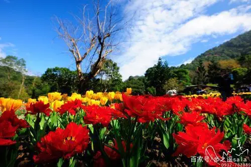 台湾旅游攻略台湾必买东西_台湾旅游攻略封面_台湾旅游攻略