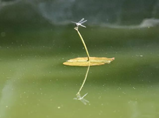 看到小黑鱼怎么钓大黑鱼_黑鱼带小鱼大黑钓走小黑鱼_黑鱼