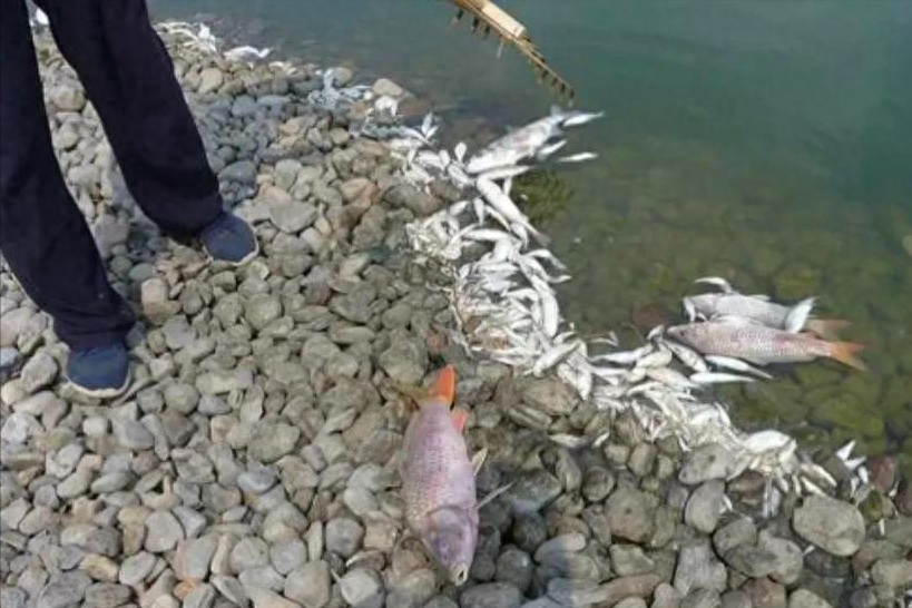 黑鱼_黑鱼带小鱼大黑钓走小黑鱼_黑鱼图片