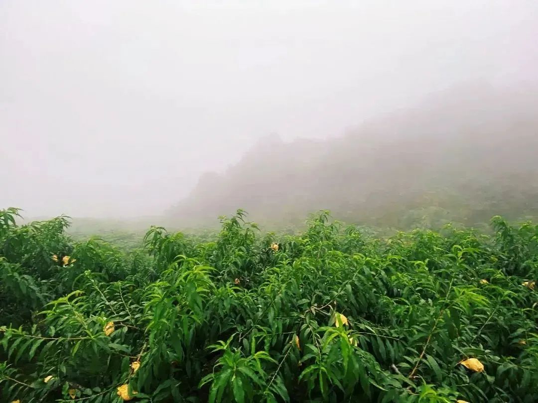 图 | 奉化桃林所在的山林