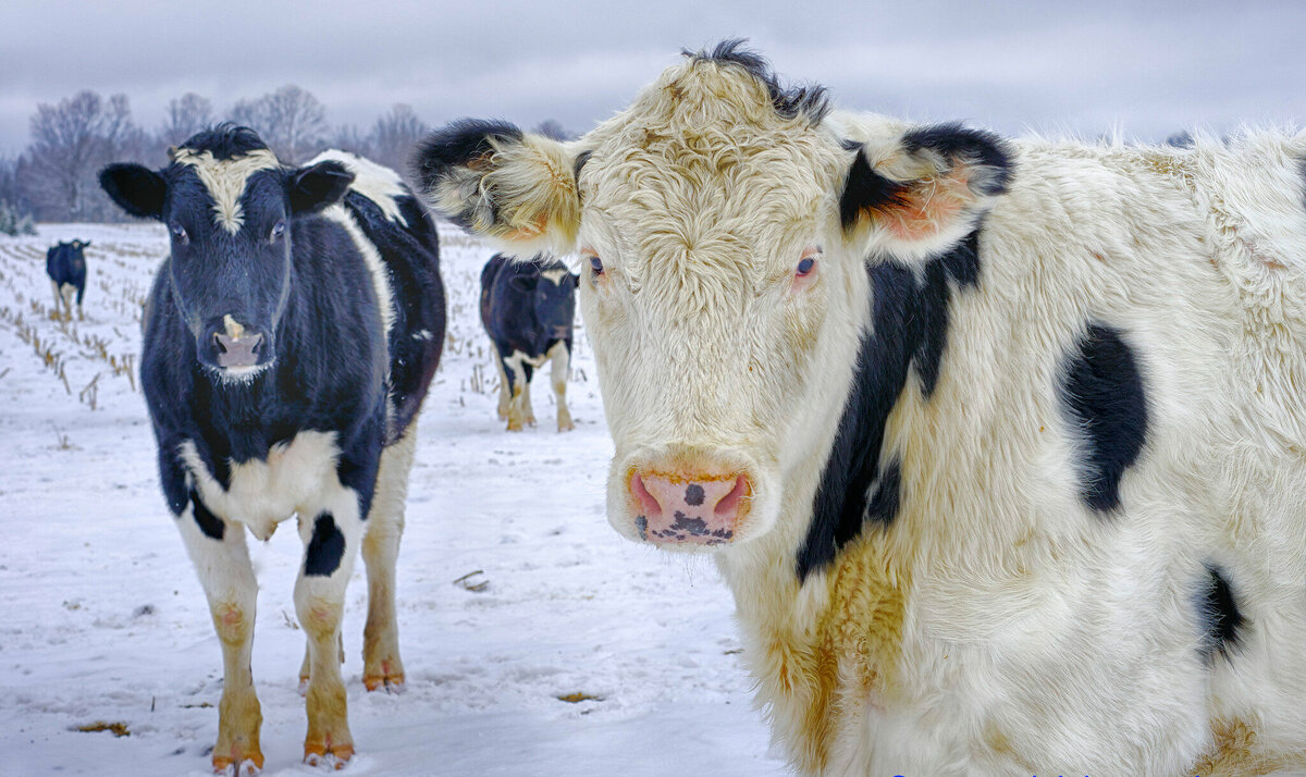 能在-70度以下生存！俄罗斯的奶牛，跟俄罗斯人一样抗冻？