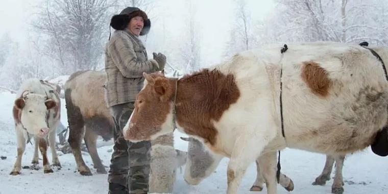 能在-70度以下生存！俄罗斯的奶牛，跟俄罗斯人一样抗冻？