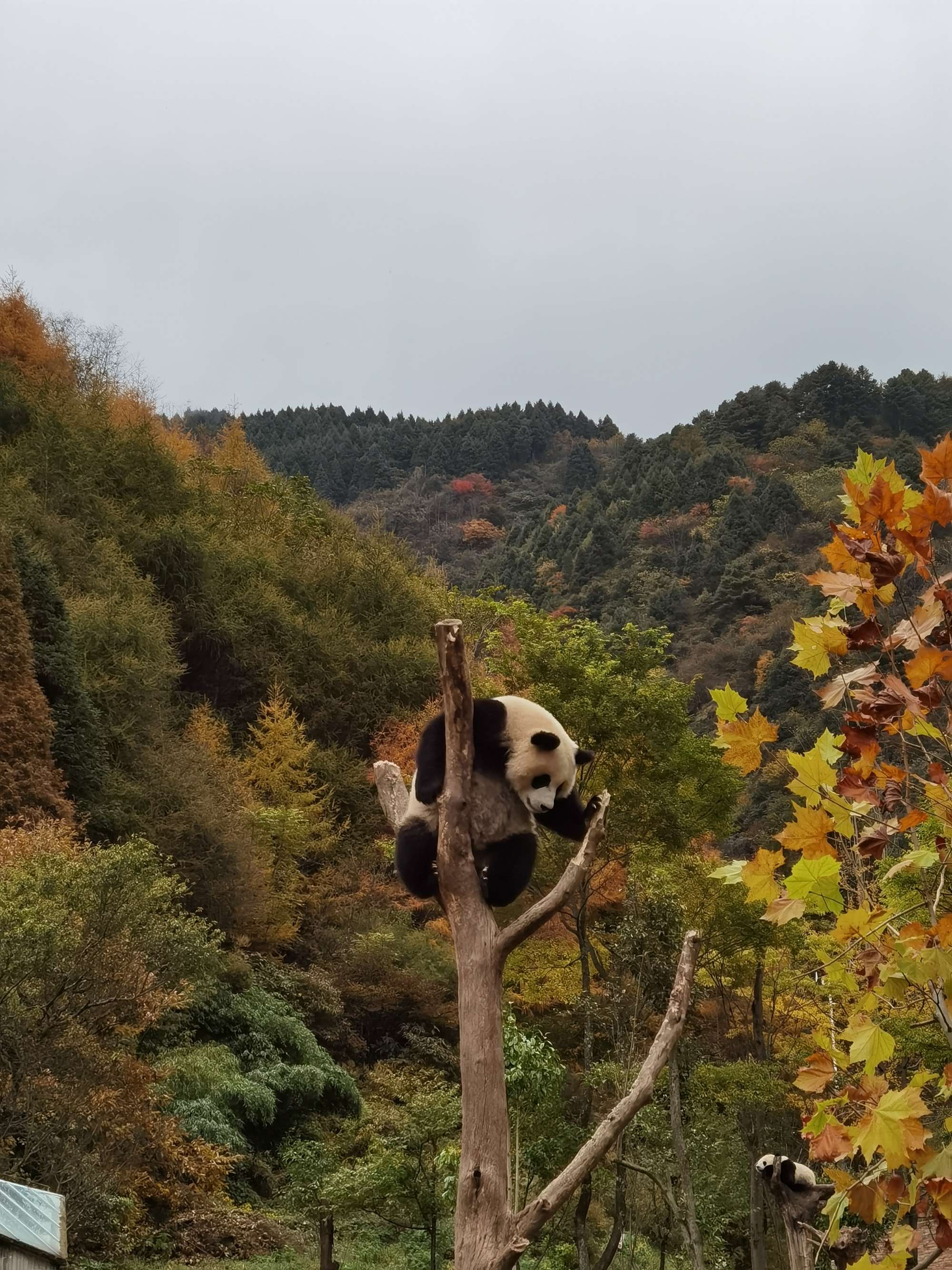 四川卧龙自然保护区的石灰华地貌_四川卧龙旅游_四川卧龙大熊猫自然保护区官网