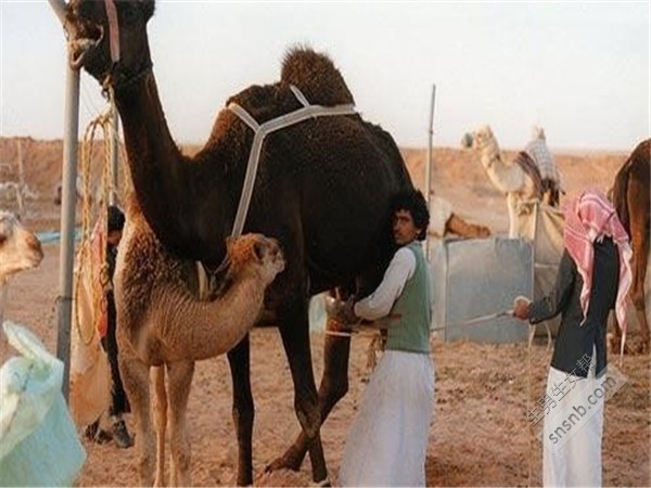 骆驼奶真相公开_骆驼奶多少钱一斤_骆驼奶钱一斤