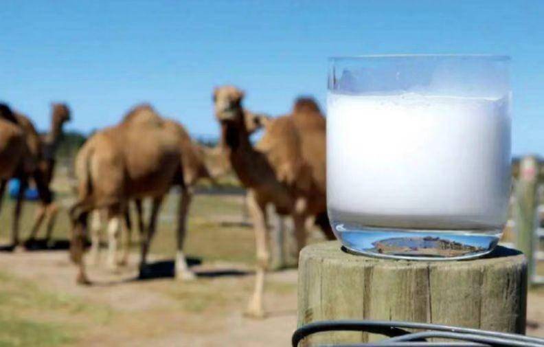 骆驼奶多少钱一斤_骆驼奶多少钱一公斤_“骆驼奶”