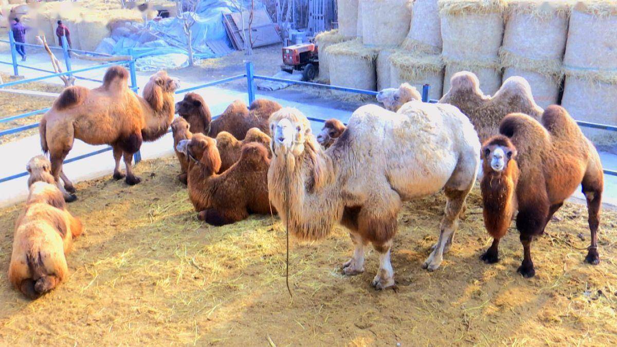 骆驼奶多少钱一公斤_“骆驼奶”_骆驼奶多少钱一斤