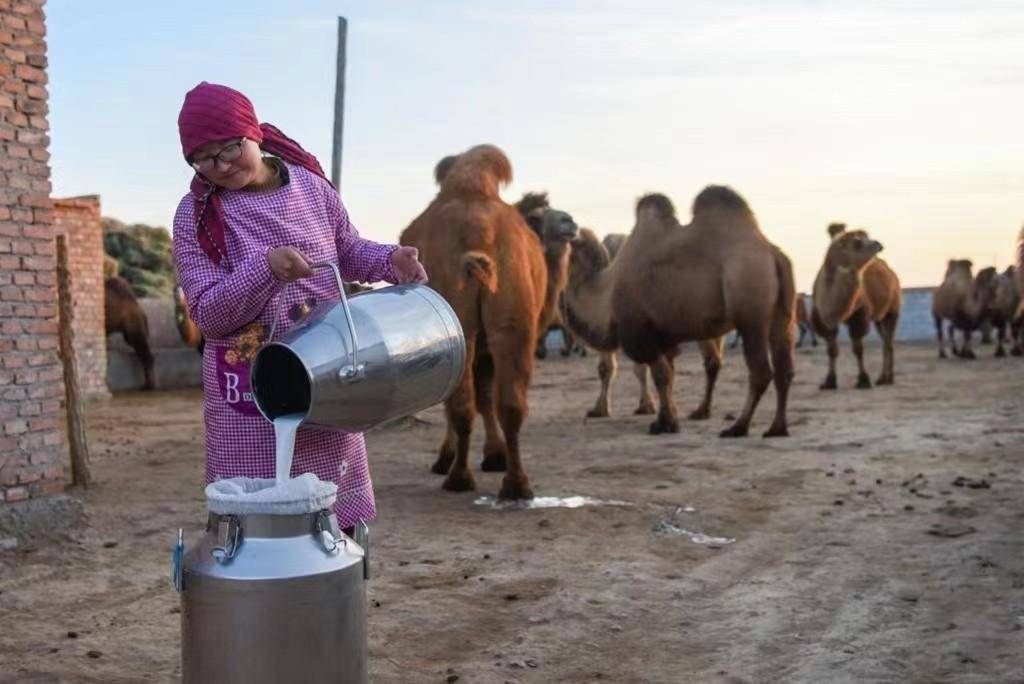 骆驼奶多少钱一斤_“骆驼奶”_骆驼奶多少钱一公斤