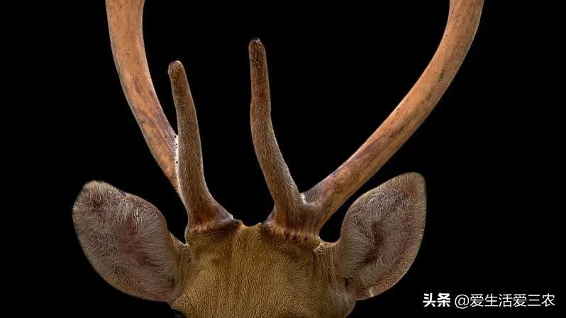药材市场排名_药材市场在什么地方_药材市场