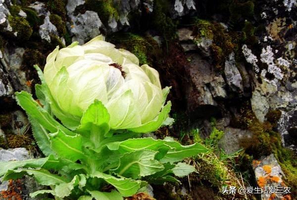 药材市场排名_药材市场_药材市场在什么地方