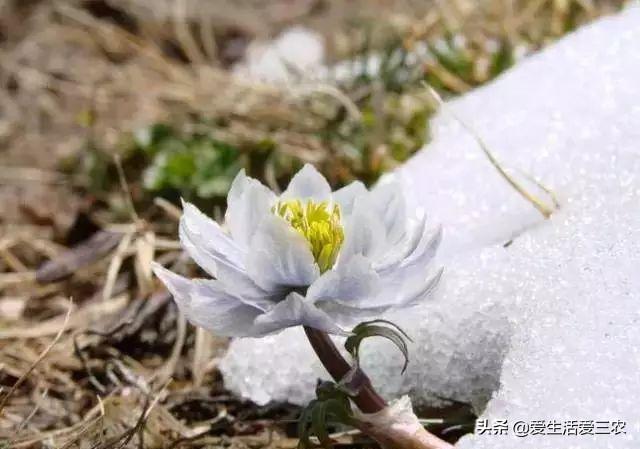 药材市场_药材市场在什么地方_药材市场排名