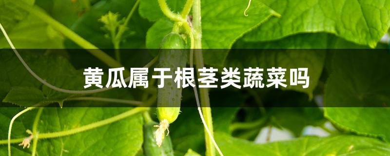 黄瓜属于根茎类蔬菜吗