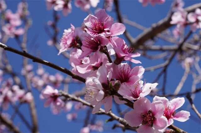 【诗词文化】一起来欣赏春分美词四首，感受平分一半的春光和今朝...