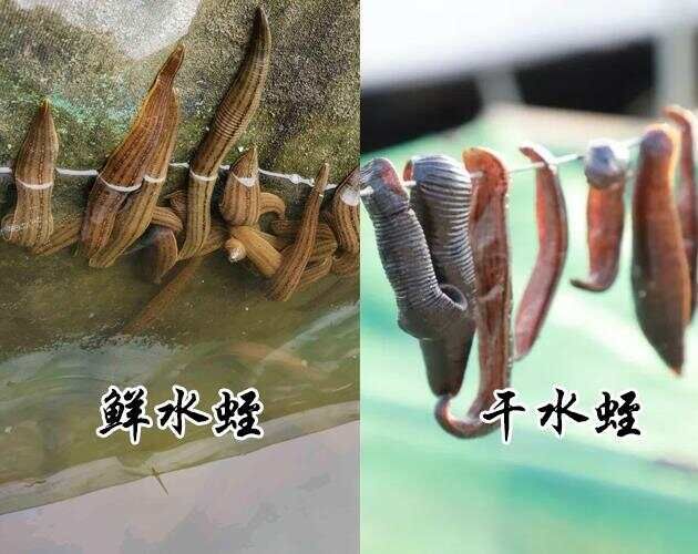 千古“生骨”名方：既能强筋骨，又能健脾胃，还能行气活血