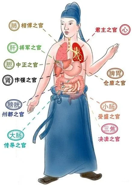 中医：五脏六腑之间的关系，都在这，总结全了！点赞收...