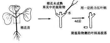 脱落酸的主要生理作用，在果实发育过程中脱落酸的变化情况