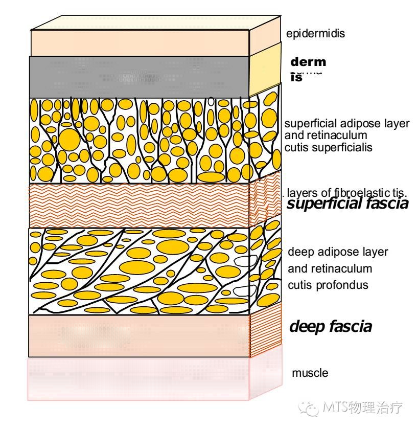 浅筋膜的解剖特点