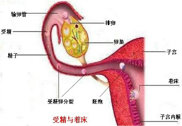 初一生物下册第一章单元检测题（含答案）