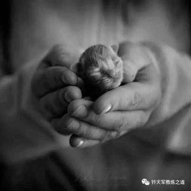 语言的魔力：十四种回应术