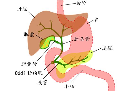 洗胆妙方，洗掉你的胆结石、胆囊炎、胆囊息肉、胆囊壁毛糙